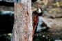 Amazonas06 - 110 * Long-billed Woodcreeper.